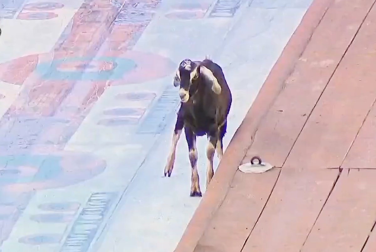 Survivor’da İlginç Anlar